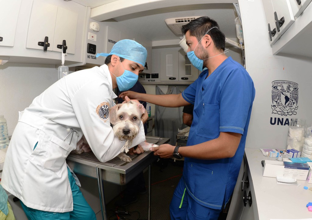 Médicos veterinarios, clave para promover la salud pública - 0801-1024x723