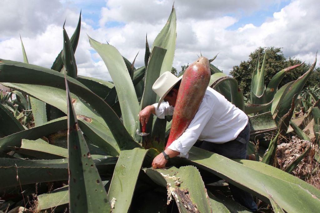 Proceso para preparar el pulque.