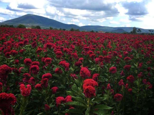 Se viene la primavera: Algunos campos de flores para visitar en México