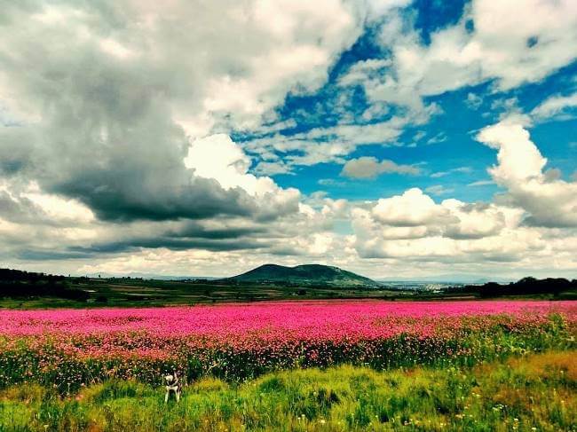 Se viene la primavera: Algunos campos de flores para visitar en México