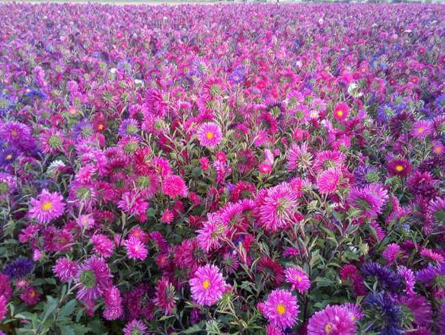 Se viene la primavera: Algunos campos de flores para visitar en México