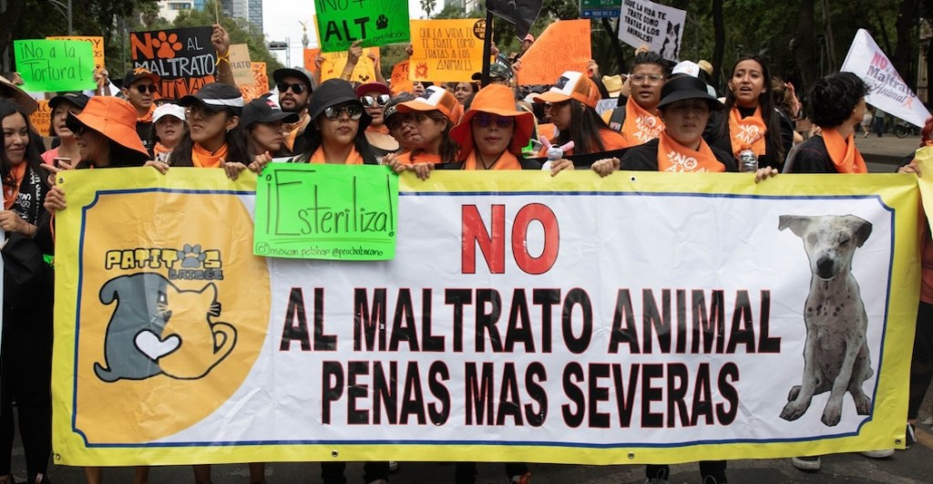 Prohibición del maltrato animal: 3 puntos que tienen que tienen que saber de la reforma de AMLO