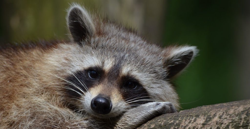 Un mapache recostado en el tronco de un árbol.