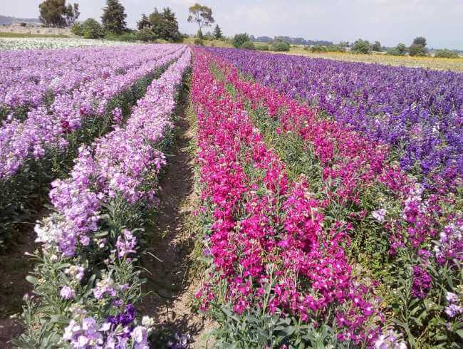 Se viene la primavera: Algunos campos de flores para visitar en México