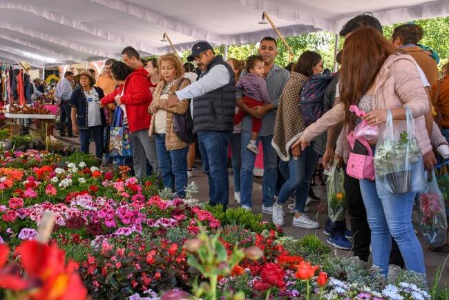 Se viene la primavera: Algunos campos de flores para visitar en México