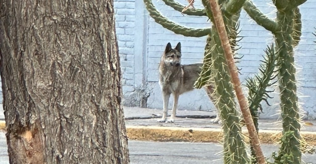 Historias chilangas: Niño se rifa capturando a un lobo que deambulaba por las calles de Aragón