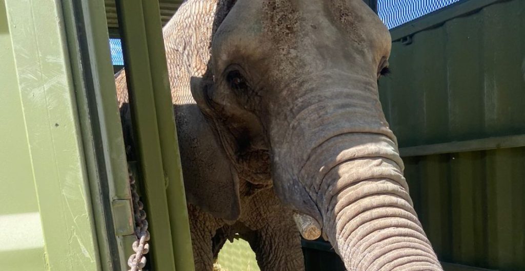 Llevarán a la elefanta Ely al zoológico de San Juan de Aragón.