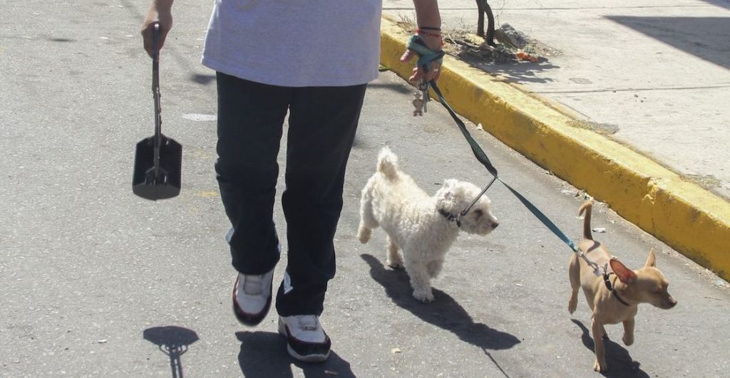 Te pueden arrestar si no recoges la popó de tus perros en CDMX.