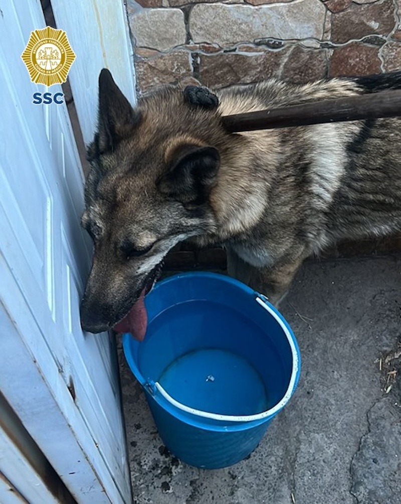 Historias chilangas: Niño se rifa capturando a un lobo que deambulaba por las calles de Aragón