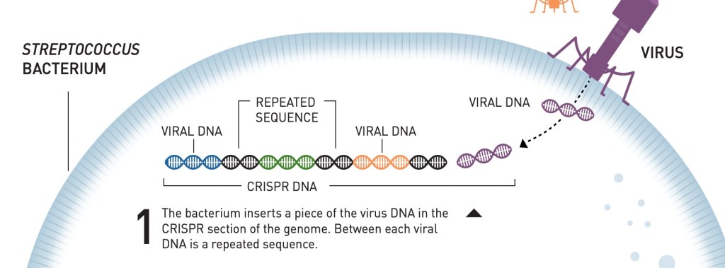 Así es como se comporta una bacteria ante el ataque de un virus.