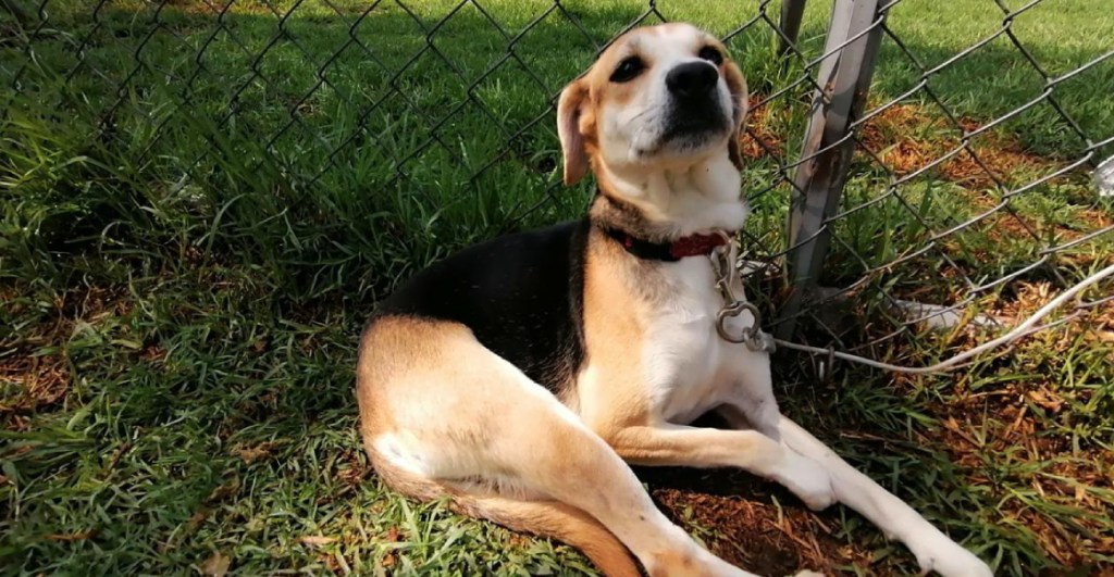 Checa cómo adoptar un perrito rescatado en el Metro este Día del Niño