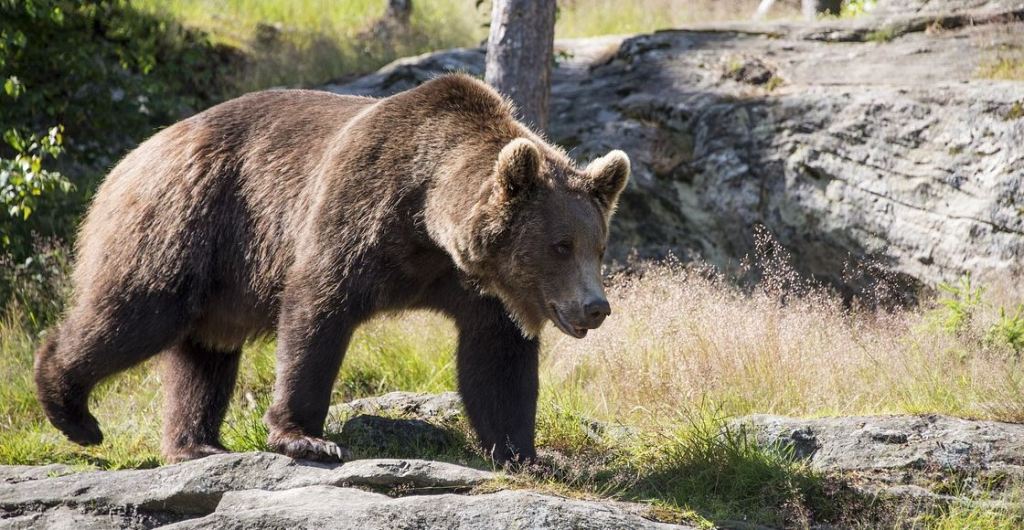 Un oso pardo en Estados Unidos