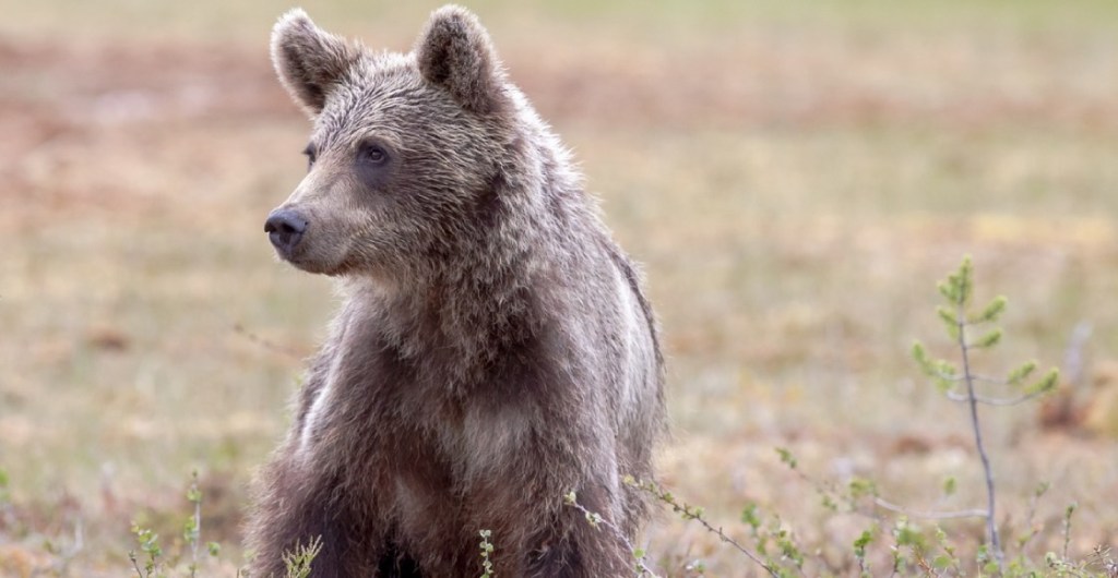 Los intentos de un oso pardo en Estados Unidos por cruzar una carretera.