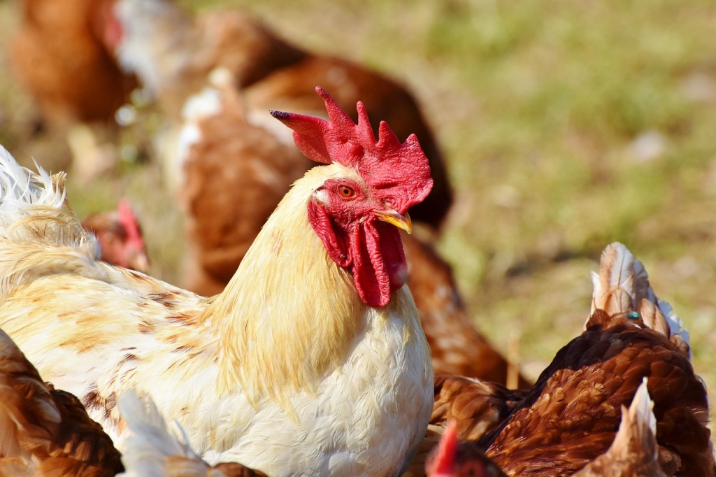 4 razones por las que comer carne de serpiente sería mejor que la de res, cerdo o pollo