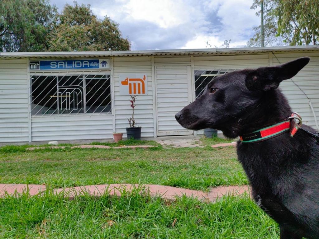 Checa cómo adoptar un perrito rescatado en el Metro este Día del Niño