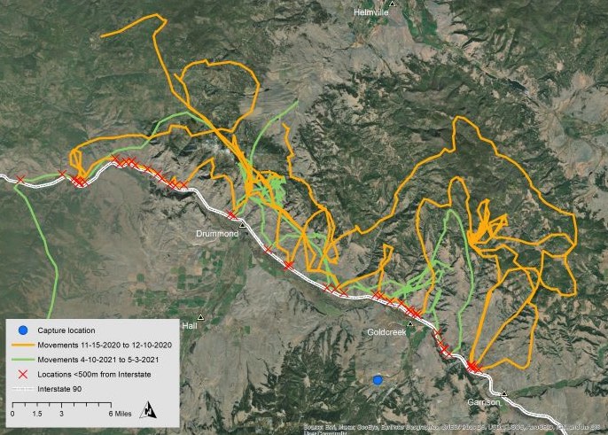 La ruta de un oso pardo que intentó cruzar la carretera