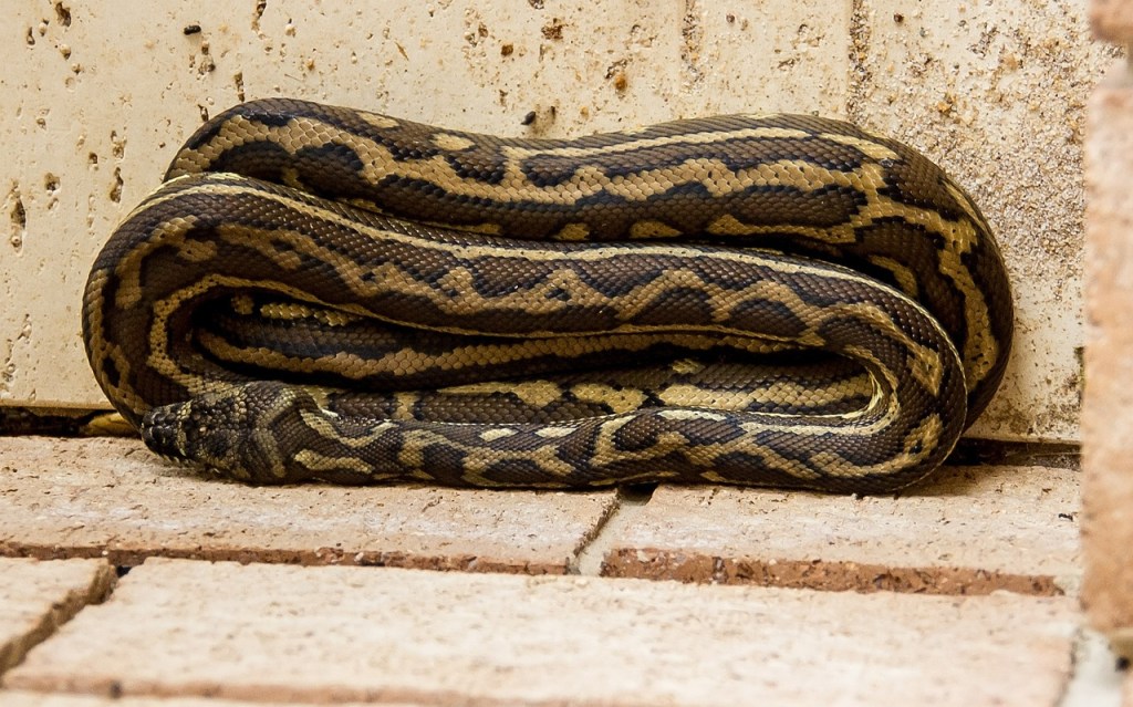 4 razones por las que comer carne de serpiente sería mejor que la de res, cerdo o pollo