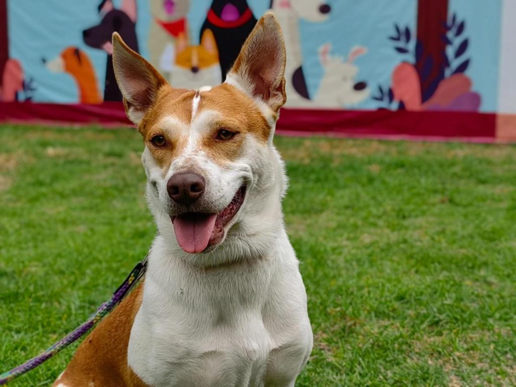 Checa cómo adoptar un perrito rescatado en el Metro este Día del Niño