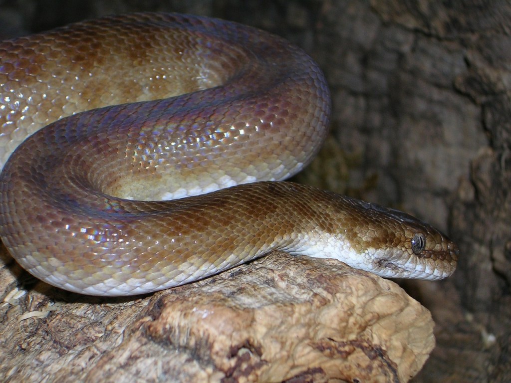 4 razones por las que comer carne de serpiente sería mejor que la de res, cerdo o pollo