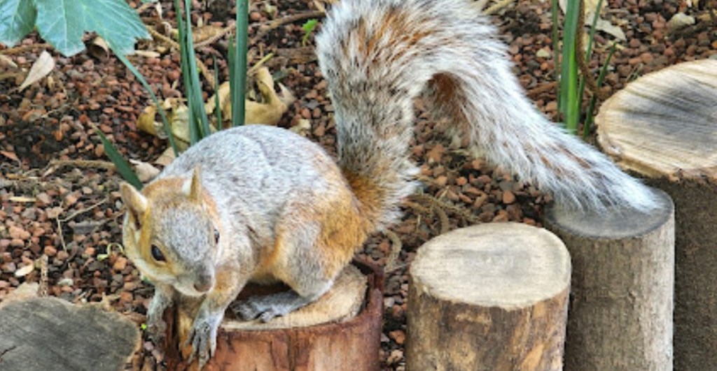 Date un rol por el Parque Loreto y Peña Pobre, nueva zona ambiental y bosque urbano de CDMX