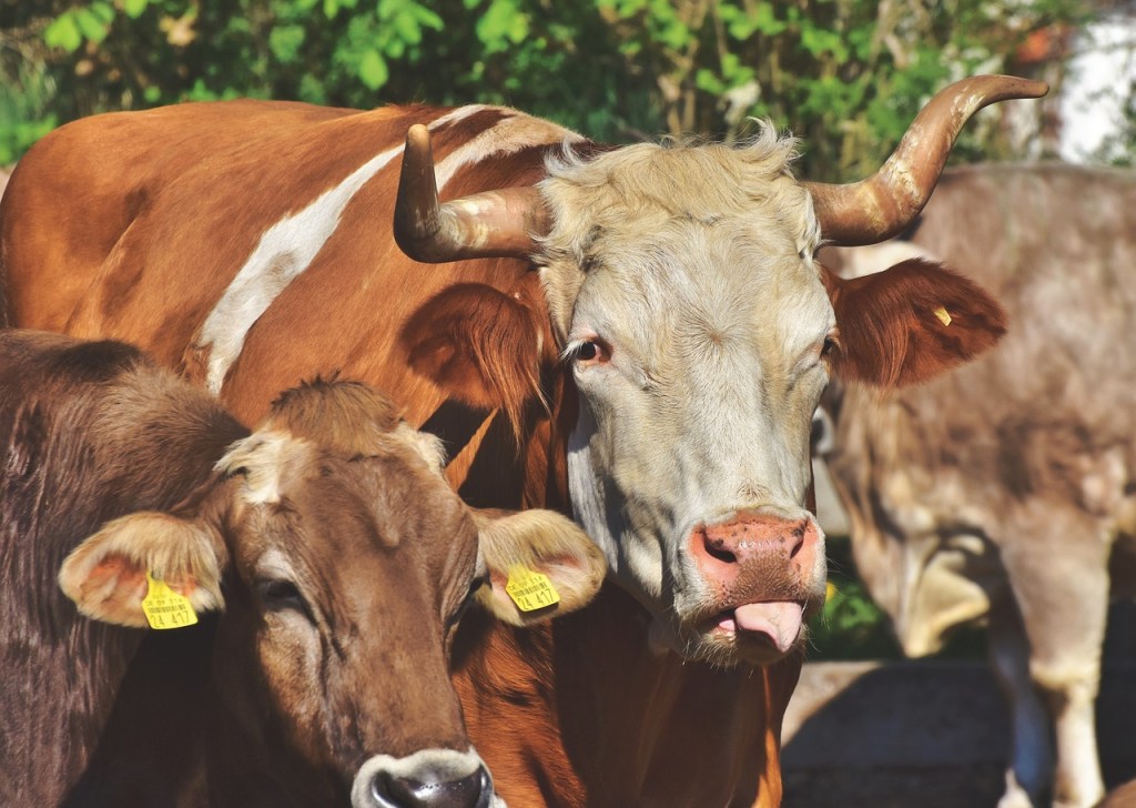 4 razones por las que comer carne de serpiente sería mejor que la de res, cerdo o pollo