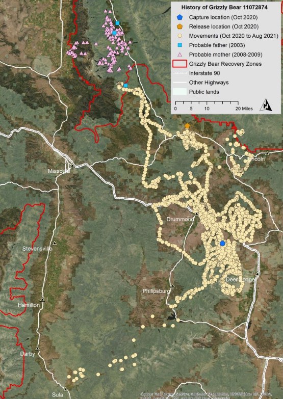 Todas las rutas en la vida de un oso pardo, en Estados Unidos.