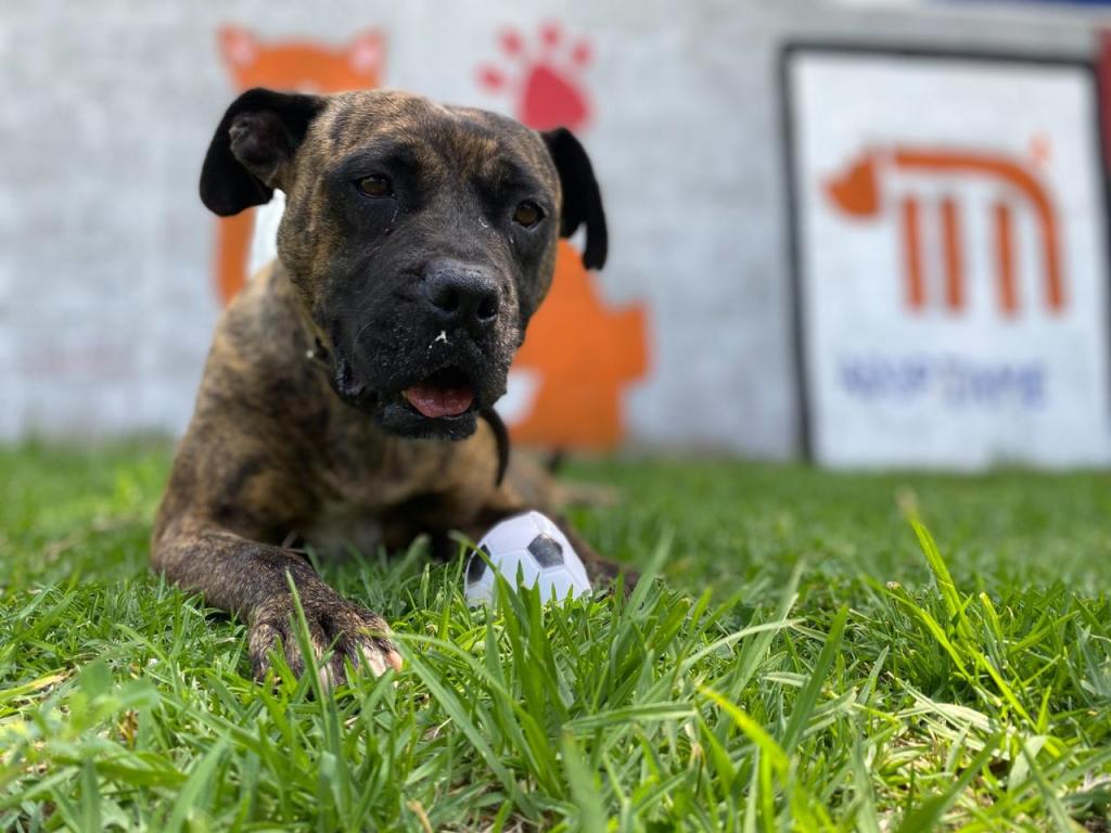 Checa cómo adoptar un perrito rescatado en el Metro este Día del Niño