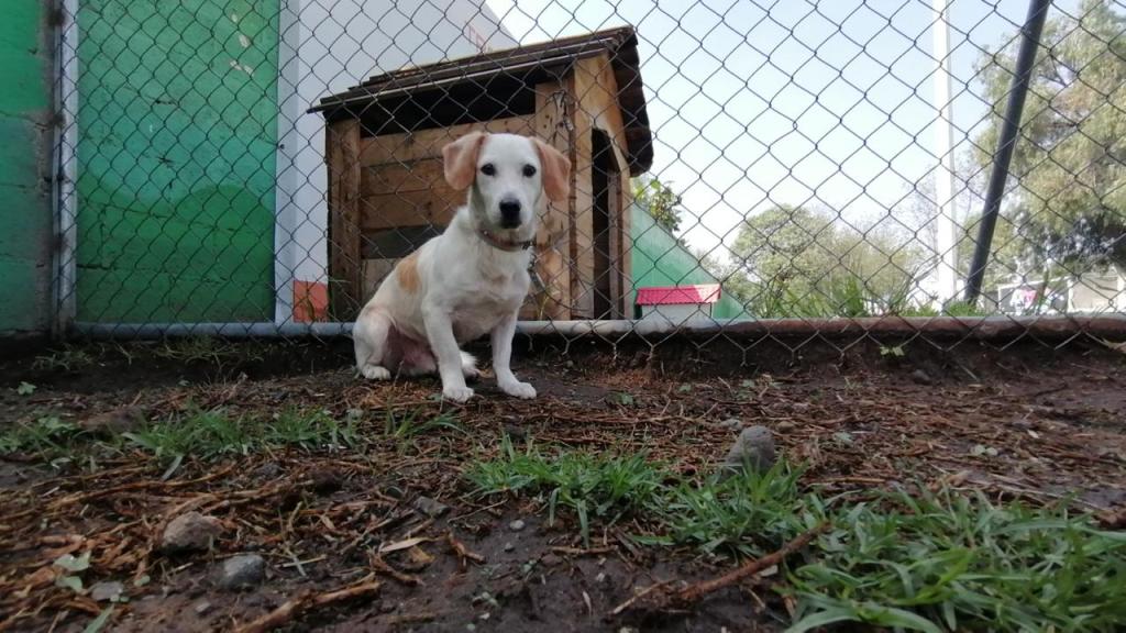 Checa cómo adoptar un perrito rescatado en el Metro este Día del Niño