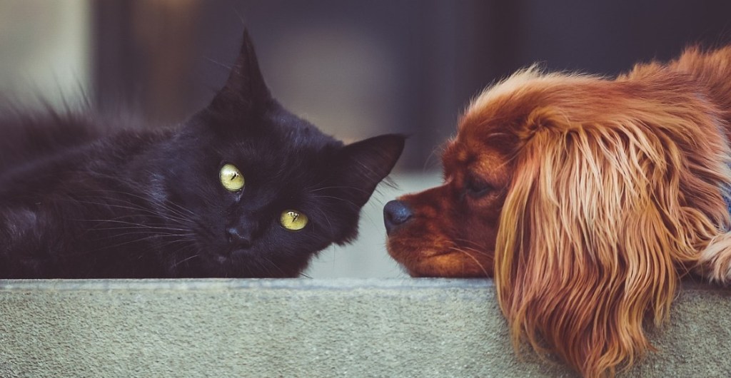 Un gato y un perro acostados