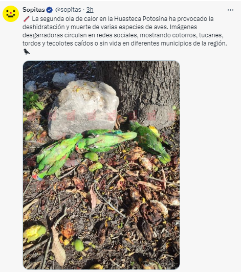 ¿Qué hacer para ayudar a las aves durante la ola de calor?