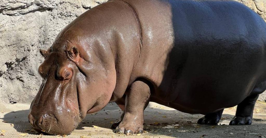 El extraño caso de la hipopótama que era hombre en México y se volvió hembra en Japón