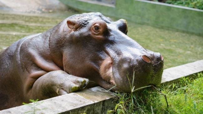 El extraño caso de la hipopótama que era hombre en México y se volvió hembra en Japón