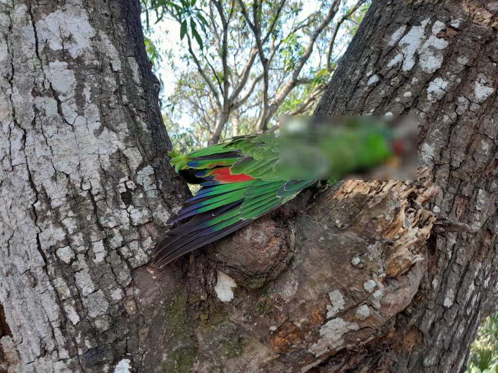 ¿Qué hacer para ayudar a las aves durante la ola de calor?