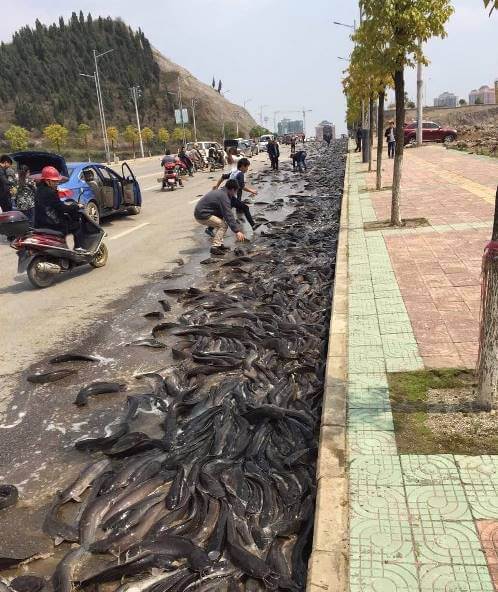 El día que llovieron peces en Irán