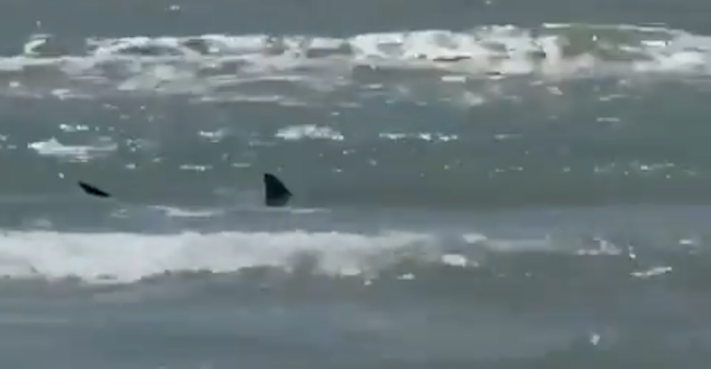 Reportan al menos 4 ataques de un sólo tiburón en Texas.
