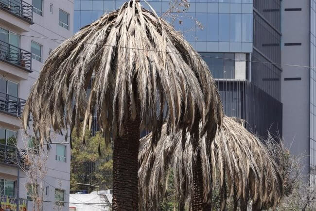 La triste historia de las palmeras californianas de la CDMX