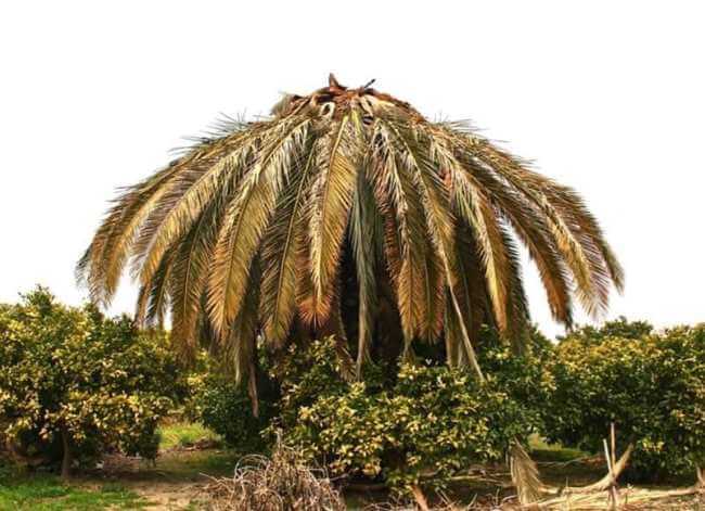 La triste historia de las palmeras californianas de la CDMX